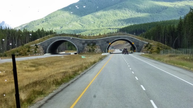 Cómo construimos un paso de fauna en carreteras